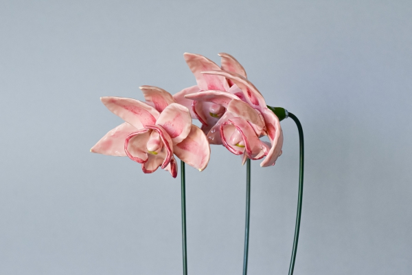 Rózsaszín Orchidea 